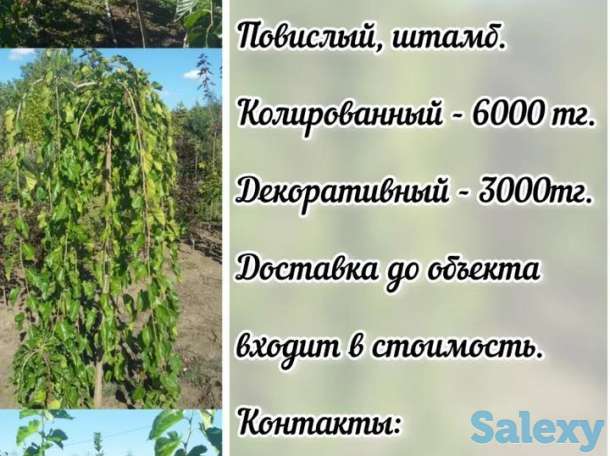 Саженец шелковицы - тутовника Сербия, фотография 1