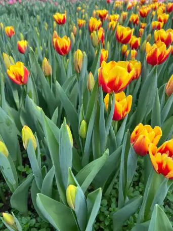 Тюльпаны к 8 марта, фотография 4