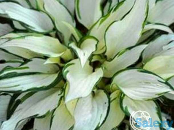 Хоста уайт крисмос (ml), фотография 1