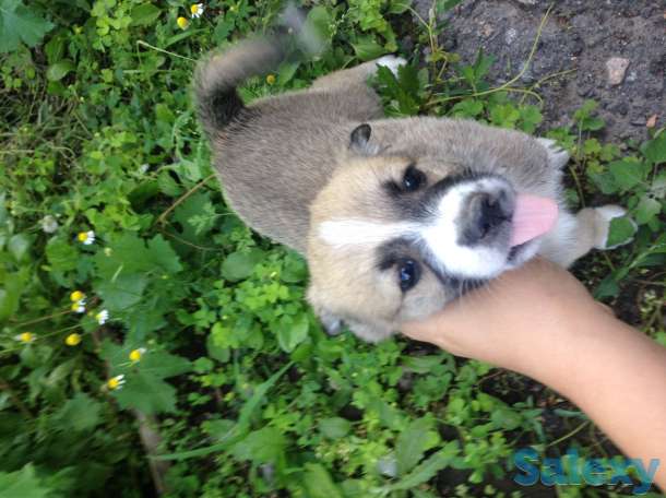 Отдам щенков за условную цену, фотография 1