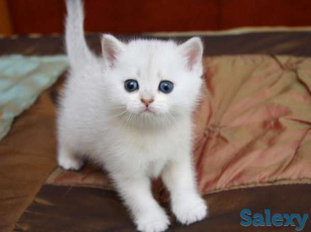 Белоснежные котята, фотография 1