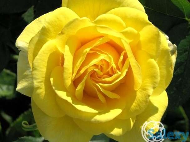 Роза Карт д'Ор флорибунда, фотография 1