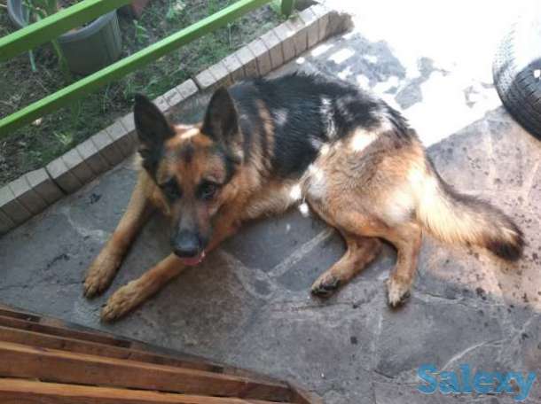 Щенок немецкой овчарки!, фотография 5