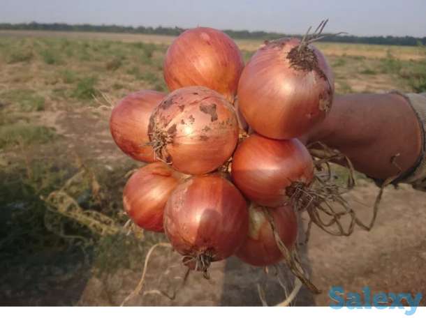 Семена лука тип Banko, фотография 1