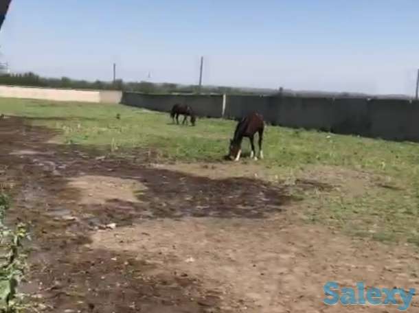 Ипподром КОКБАСТАУ, фотография 2