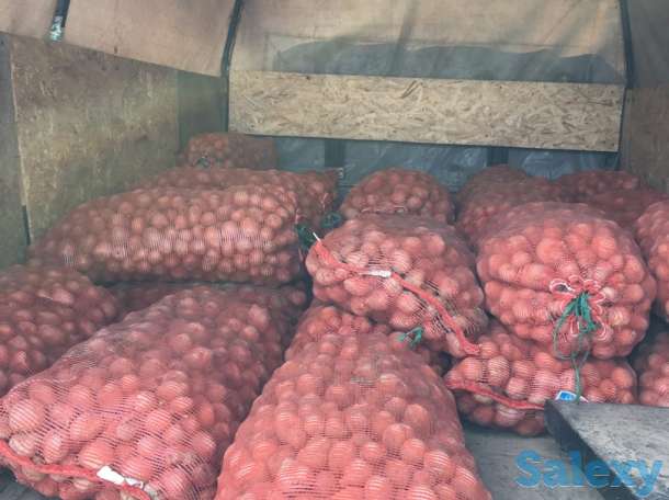 Продаю картошку на посадку!!! По самой выгодной цене!!!, фотография 1