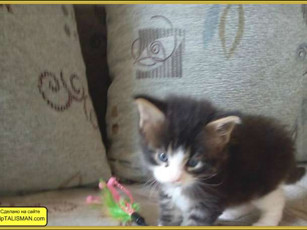 продаю котят Мейн- Кун, фотография 3