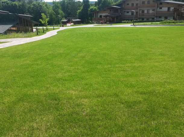 озеленение цветами, фотография 2