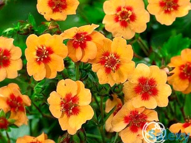 Лапчатка травянистая Тонги, фотография 1