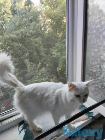 Продаются котята. Шотландская вислоухая., фотография 6