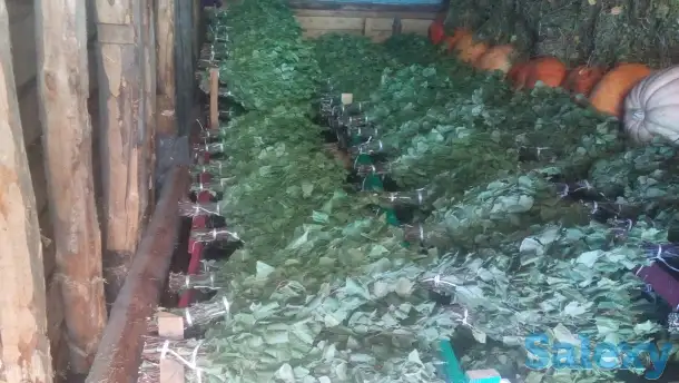 принимаю заявки на заготовку веников березовых для бани, фотография 1