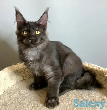 Мальчик мейнкун, фотография 7