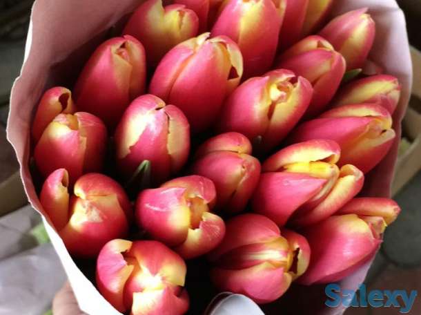 Голландские тюльпаны 10 лучших сортов,оптом и в розницу !, фотография 1