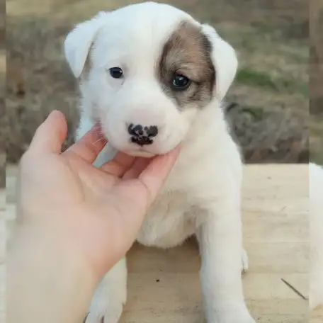 Отдам щенят, фотография 1