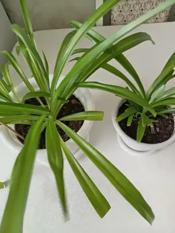 Продам, фотография 3