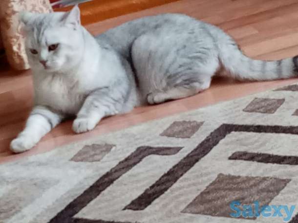 Шотландские  котята, фотография 2