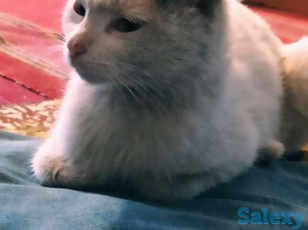 Отдам котят в хорошие руки, мать примесь турецкого вана, фотография 6