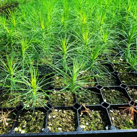 Семена сосны обыкновенной, фотография 2