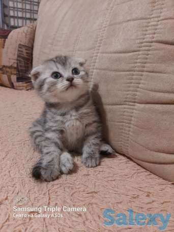 Продам котят мальчиков и девочек., фотография 1