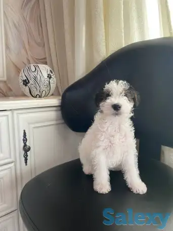 Предлагаются к продаже очаровательные щенки фокстерьера!!, фотография 5