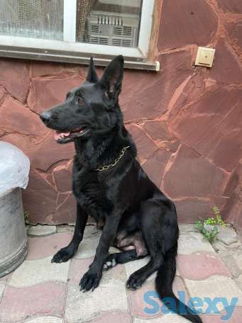 Продаются щенки восточно-европейской овчарки чистокровные, фотография 5