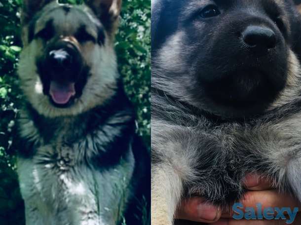 Продам щенков Восточноевропейской овчарки, фотография 1