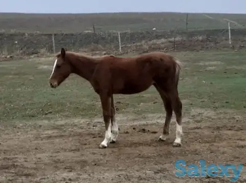 табун породистых лошадей, фотография 6