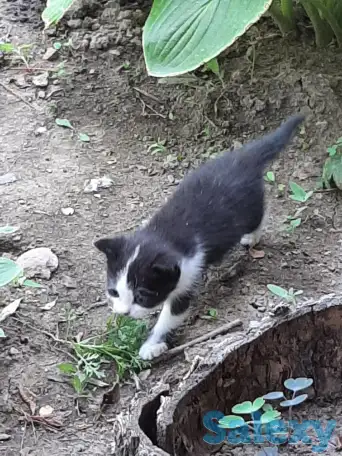 Потерялись хозяева у маленьких котят, фотография 10