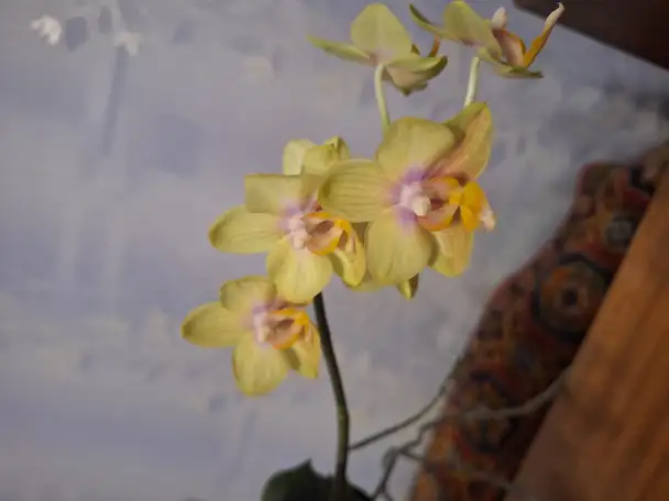 Продам орхидеи, фотография 5