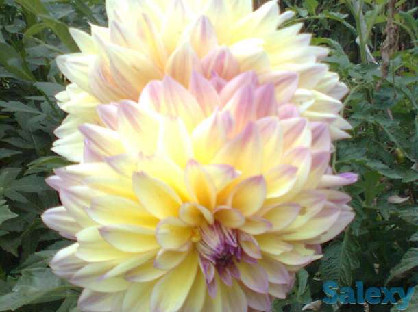 Уютный домик для летнего отдыха, Дачный массив (товарищество) Пламя приозерное;В сторону Каскелена; Дальше Алтын-, фотография 7