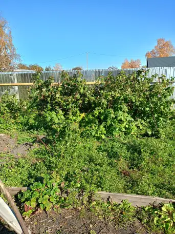 Дача в ст Борки, 6,7соток, фотография 2