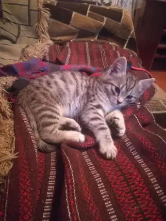 Отдам котят в добрые руки, фотография 2