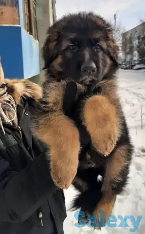 Щенки немецкой длинношерстной овчарки, фотография 7