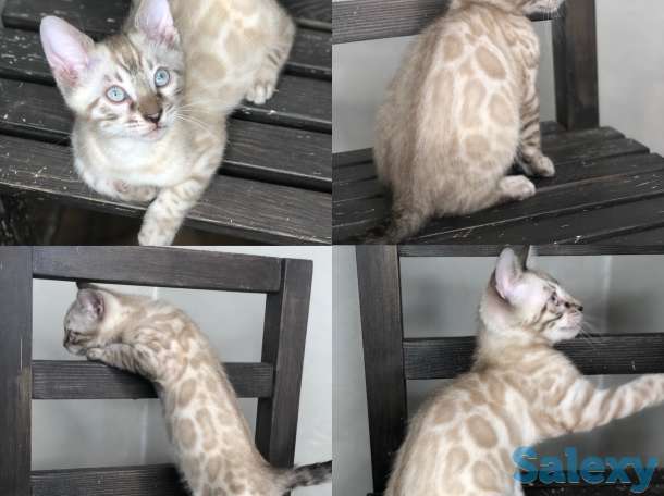 Снежные бенгальские котята в разведение и любимцы, фотография 1