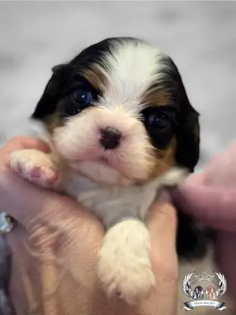 Профессиональный питомник ANGEL MECHTY., фотография 17