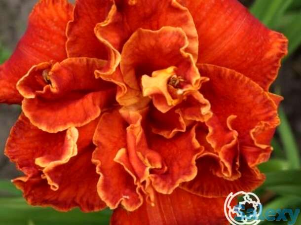 Лилейник мозес файе, фотография 1