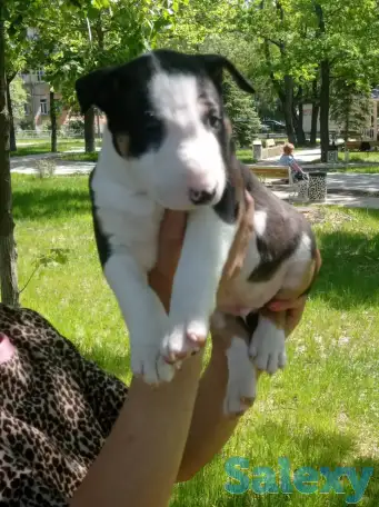 Миниатюрный бультерьер, фотография 3