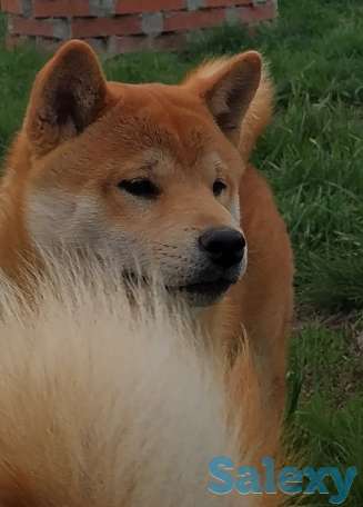 Собака Шиба-ину, фотография 3