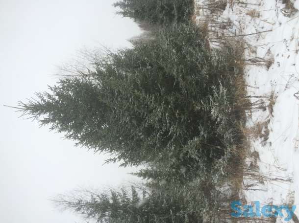 Саженцы крупномеры ель, сосна, береза, фотография 5