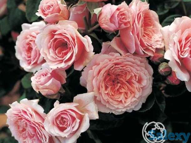 Роза уильям кристи, гийо, фотография 1