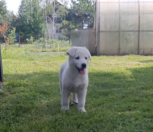 Щенок белой швейцарской овчарки, фотография 7