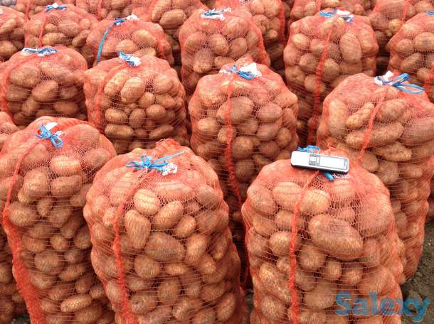 Продажа Картофеля Гала и Ред Леди 9.50 руб., фотография 6