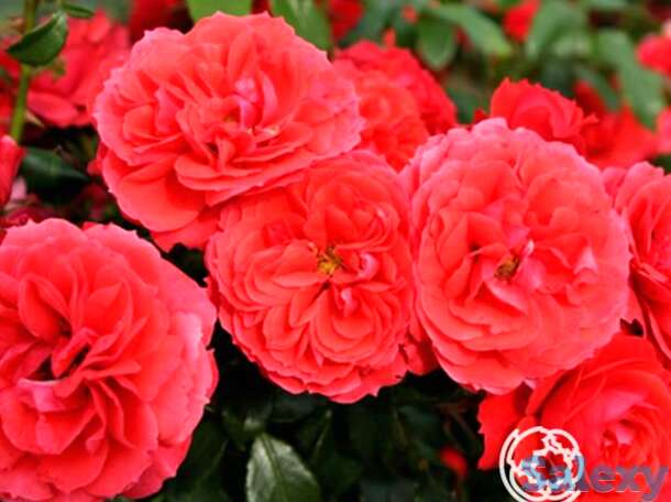 Роза черри герл, топалович, фотография 1