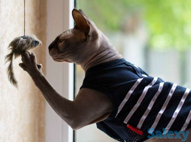 котята на продажу, фотография 3