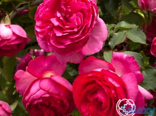 Роза пинк эден роуз, мейян, фотография 1