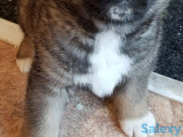 продам щенков Американская акита, фотография 1