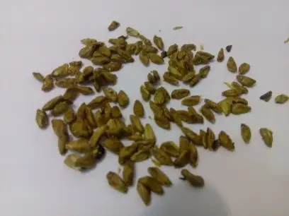 Семена пихты сибирской  Abies sibirica, фотография 2