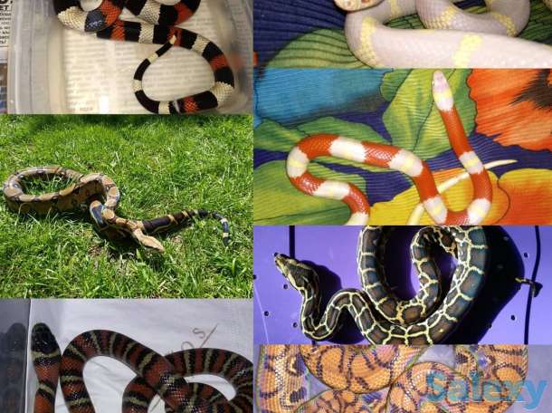 Выездной контактный зоопарк 