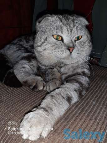 Продам котят мальчиков и девочек., фотография 14