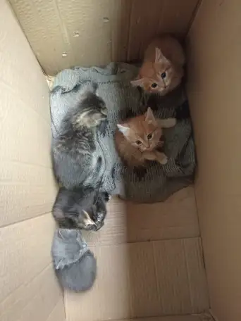 Дарим котят, фотография 1